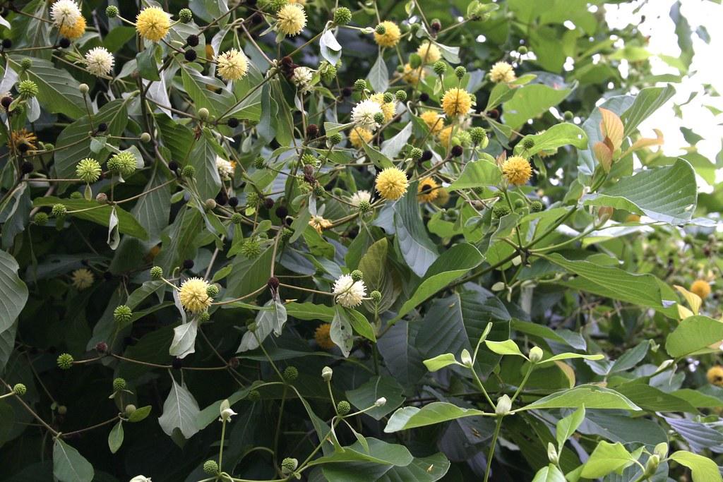 Mitragyna cf. rotundifolia 040924-1342 