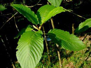 Mitragyna speciosa (strom Kratom)