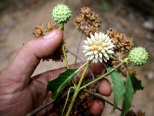 Mitragyna speciosa (strom Kratom)